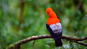 Flamboyant king, a portrait of the Andean cock of the rock