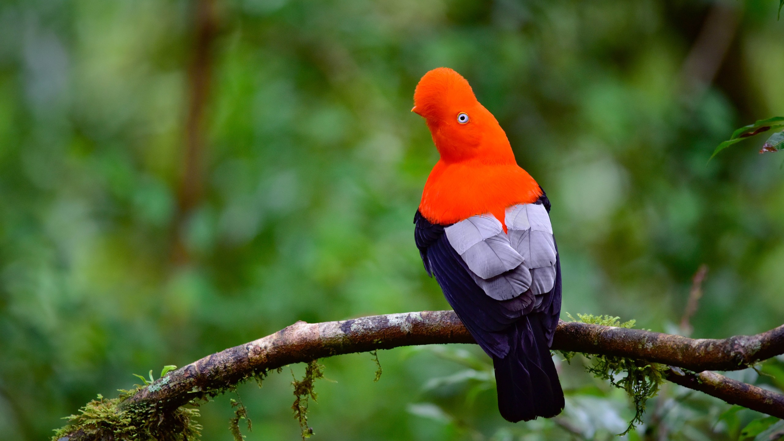 Flamboyant king, a portrait of the Andean cock of the rock