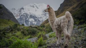 Salkantay trek, a complete hiker´s guide