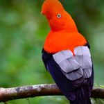 Flamboyant king, a portrait of the Andean cock of the rock