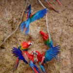MACAW CLAY LICK NATURE’S COLORFUL SPECTACLE