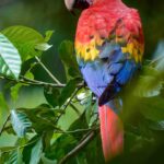 Tambopata Reserve, a Hidden gem of the Amazon Rainforest