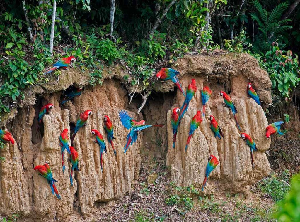 Tambopata Macaw Clay Lick, the Nature's Colorful Spectacle