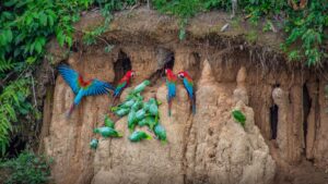 Tambopata Macaw Clay Lick, the Nature's Colorful Spectacle