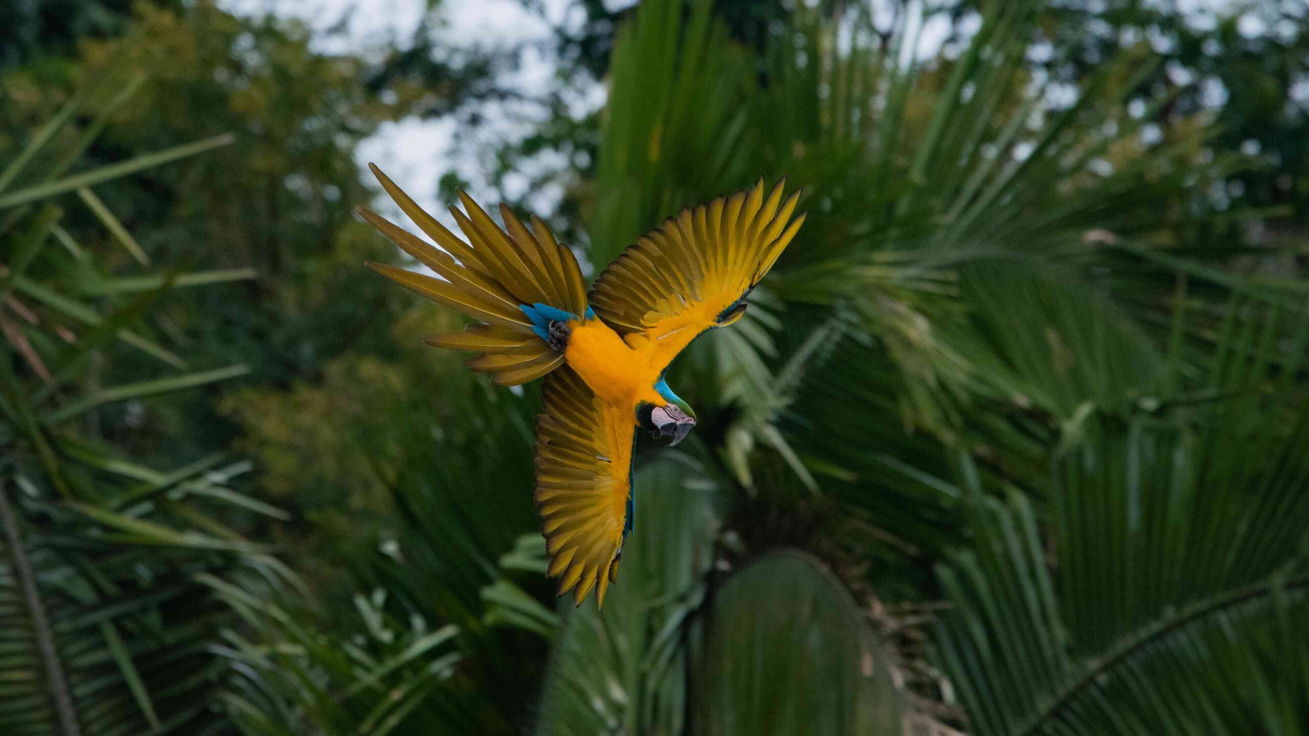 Tambopata Macaw clay lick, the nature´s colorful spectacle