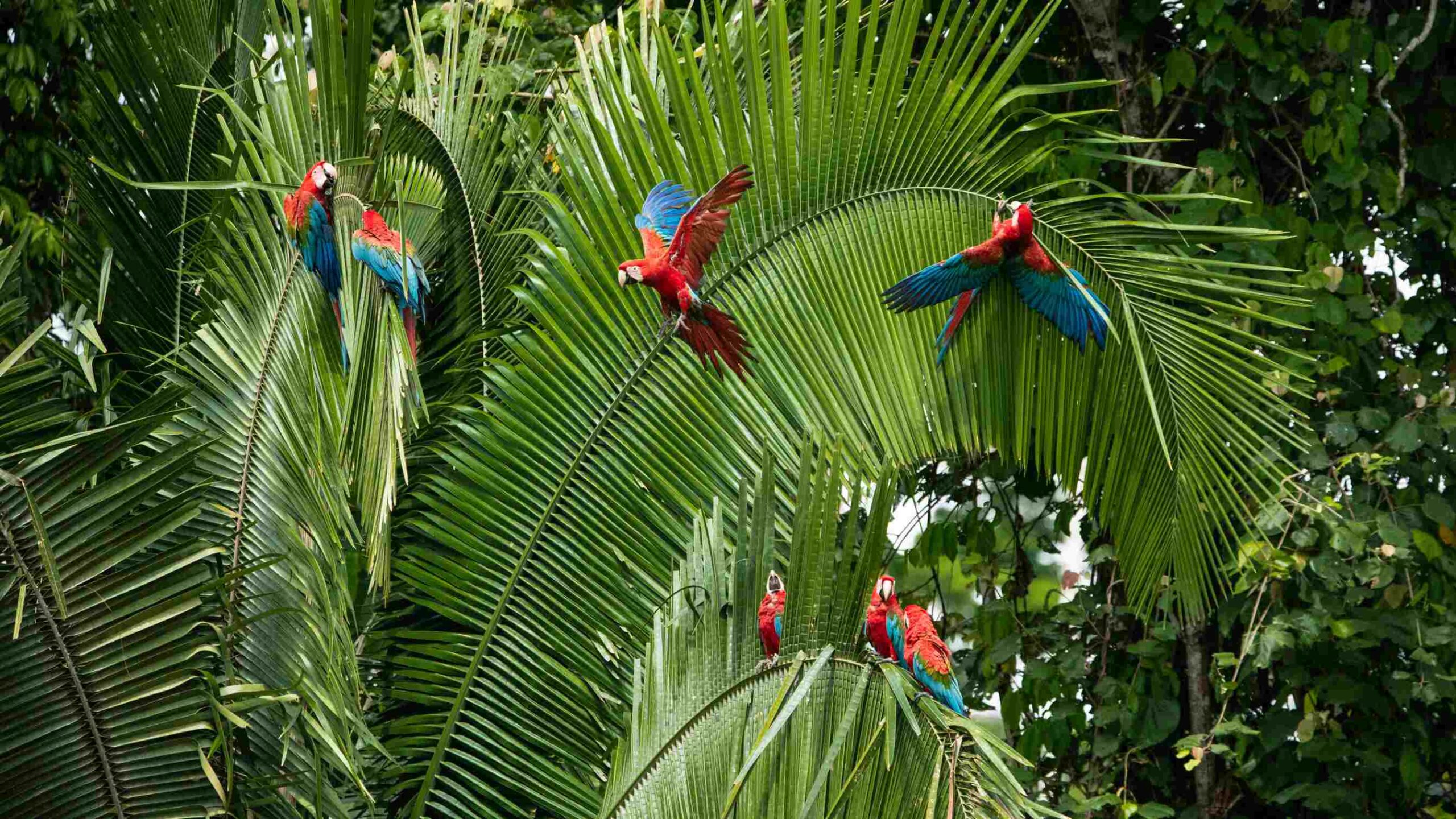 Tambopata Macaw clay lick, the nature´s colorful spectacle
