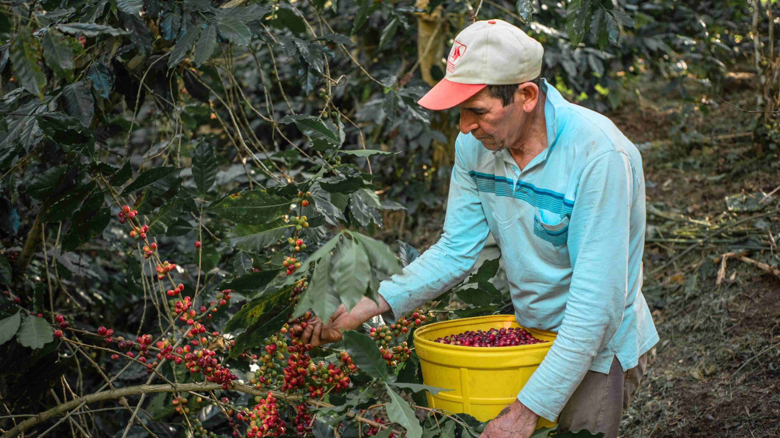 Peruvian Coffee, exploring the country´s specialty beans & cafés